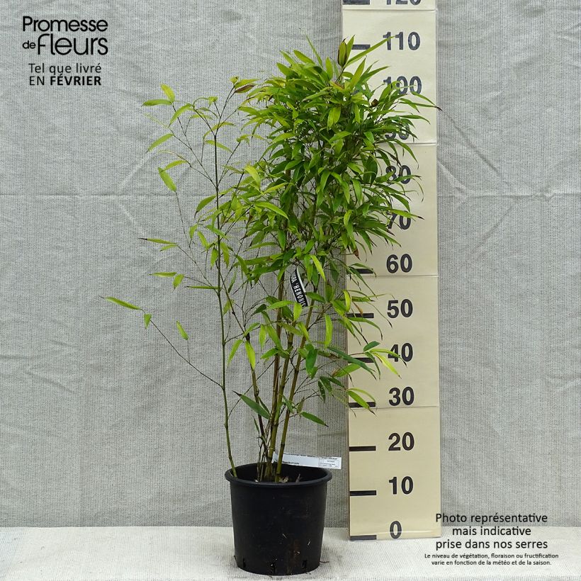 Phyllostachys nigra Henonis - Bambou géant pot 5L 80/100 cm esemplare consegnato in inverno