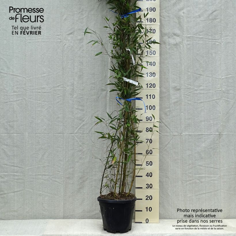 Phyllostachys nigra Megurochiku - Bambou géant Pot de 12/15L esemplare consegnato in inverno