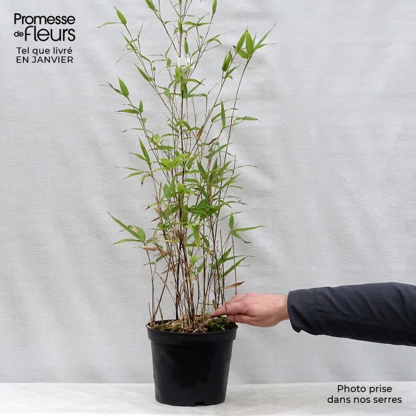 Bambou noir - Phyllostachys nigra en pot de 5L  esemplare consegnato in inverno