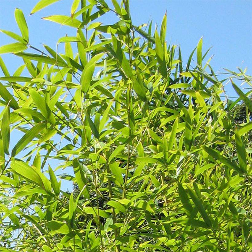 Phyllostachys nigra Henonis - Bambù nero (Fogliame)