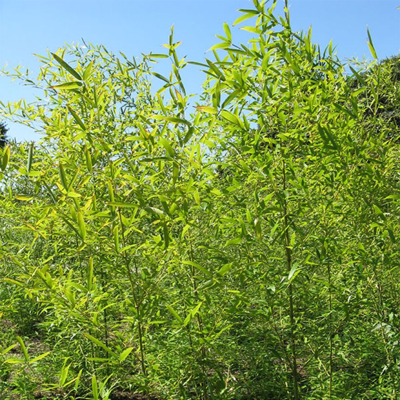 Phyllostachys nigra Henonis - Bambù nero (Porto)