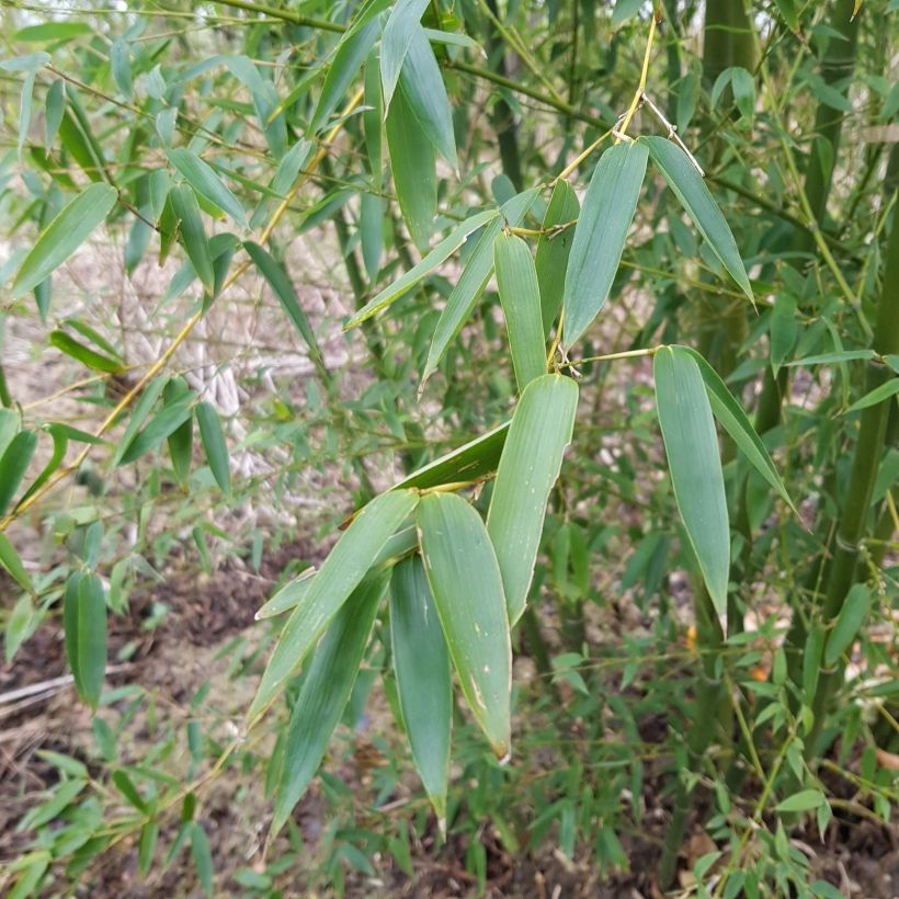 Phyllostachys parviflora - Bambù gigante (Fogliame)