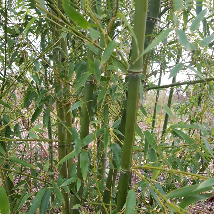 Phyllostachys parviflora - Bambù gigante (Porto)