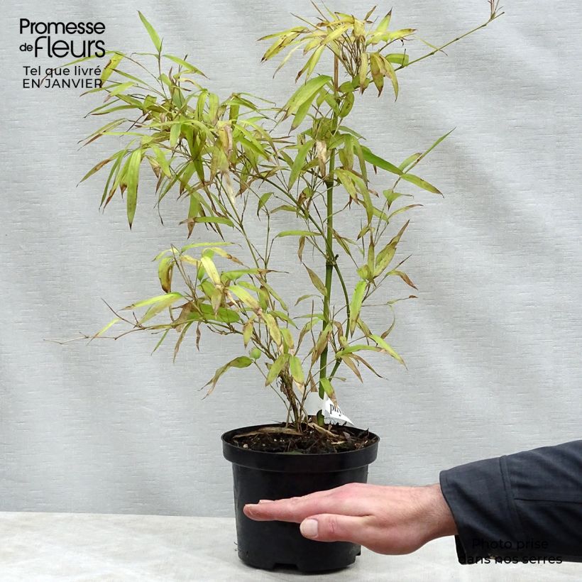 Phyllostachys parvifolia - Bambou géant Pot de 5L esemplare consegnato in inverno