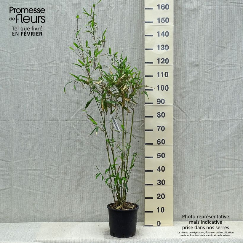 Phyllostachys rubromarginata - Bambou moyen Pot de 5L esemplare consegnato in inverno