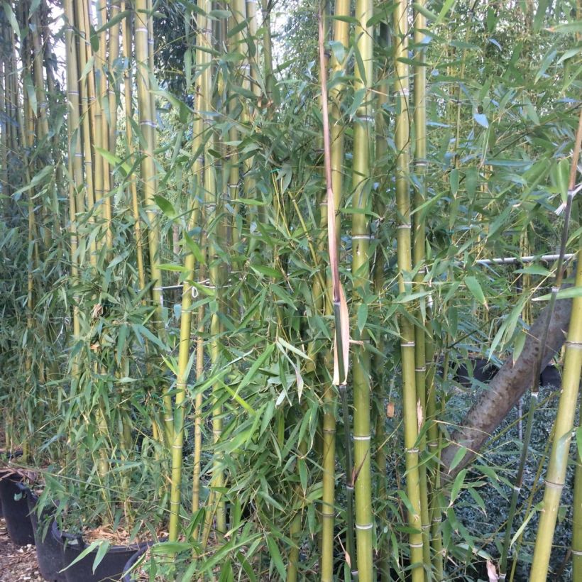 Phyllostachys viridiglaucescens - Bambù gigante (Fogliame)