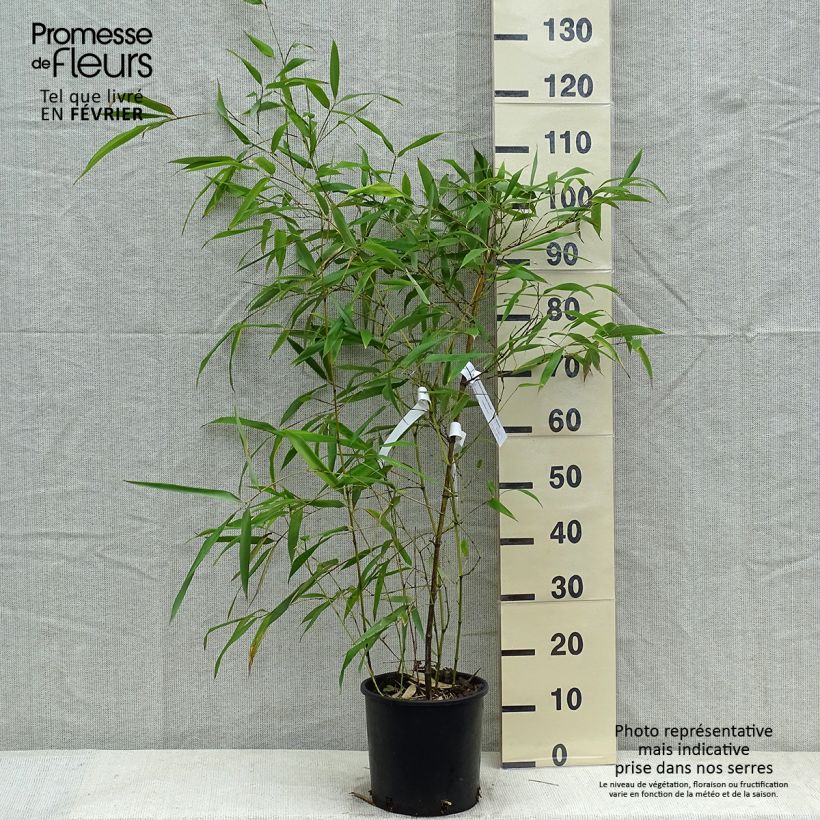 Phyllostachys viridiglaucescens - Bambou géant Pot de 4L/5L esemplare consegnato in inverno