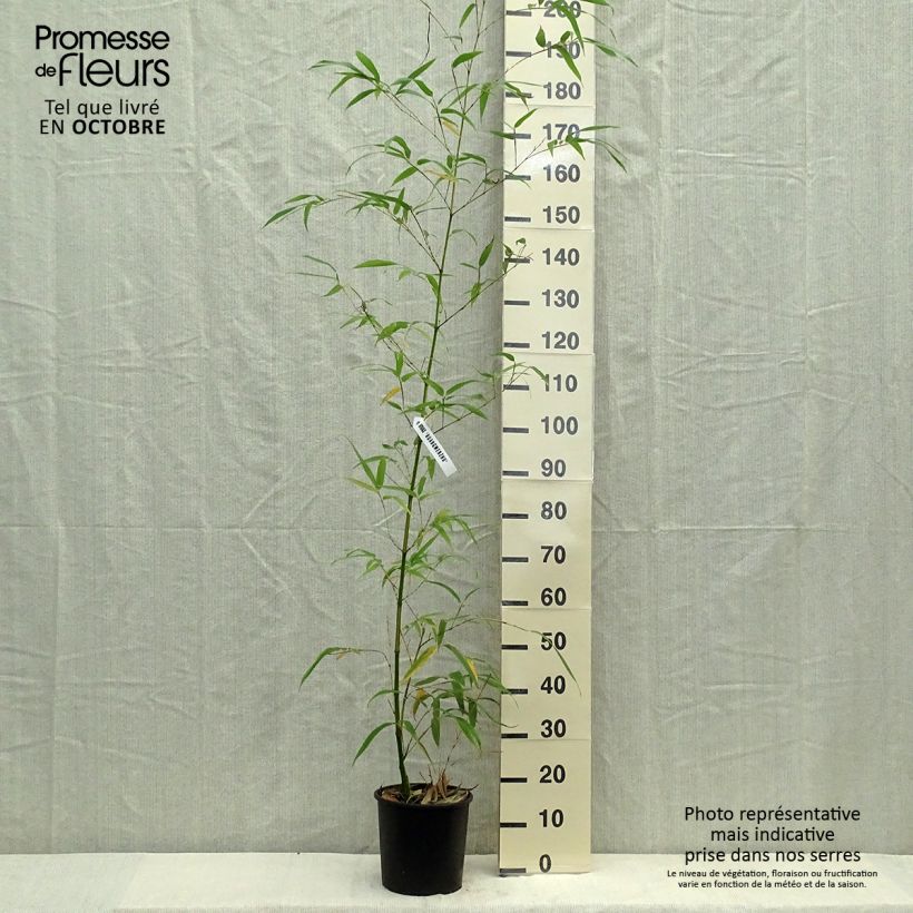 Phyllostachys vivax Aureocaulis - Bambou géant Pot de 4L/5L esemplare consegnato in inverno