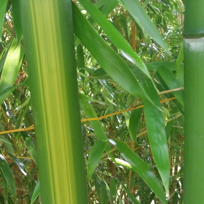 Phyllostachys vivax Huangwenzhu - Bambù gigante d'Avorio (Fogliame)