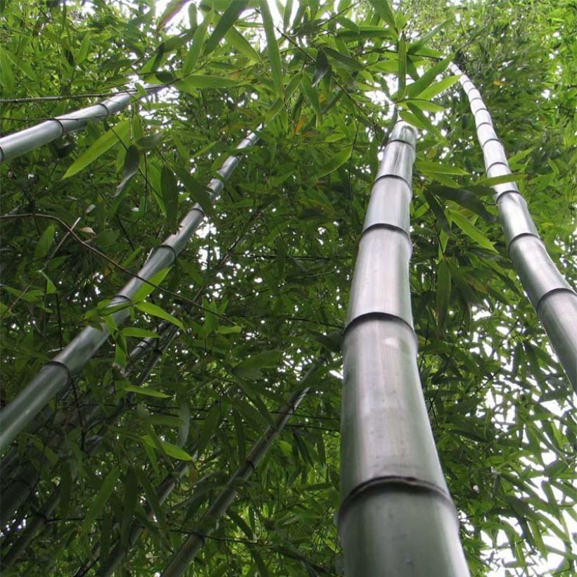 Phyllostachys vivax Huangwenzhu - Bambù gigante d'Avorio (Porto)