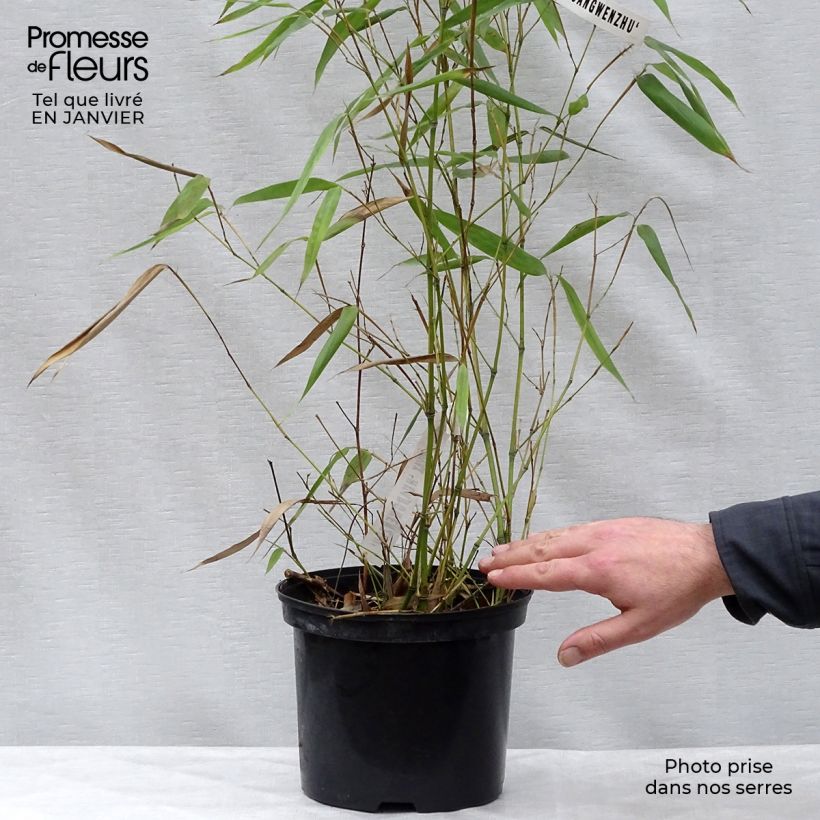 Phyllostachys vivax Huangwenzhu - Bambou géant en pot de 5L  esemplare consegnato in inverno