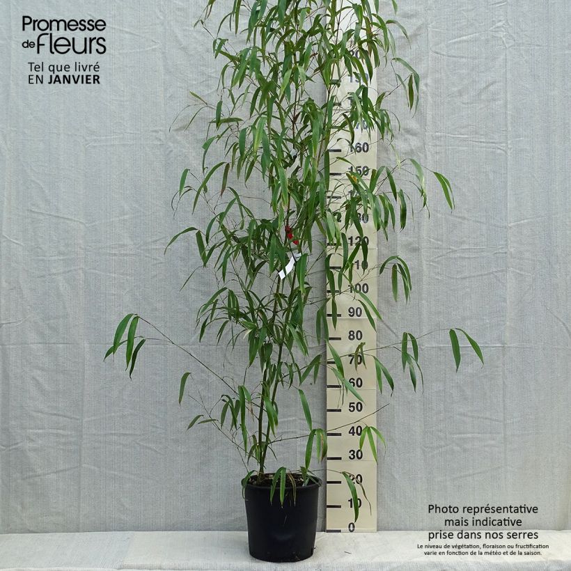 Phyllostachys vivax Huangwenzhu - Bambou géant en pot de 15L esemplare consegnato in inverno