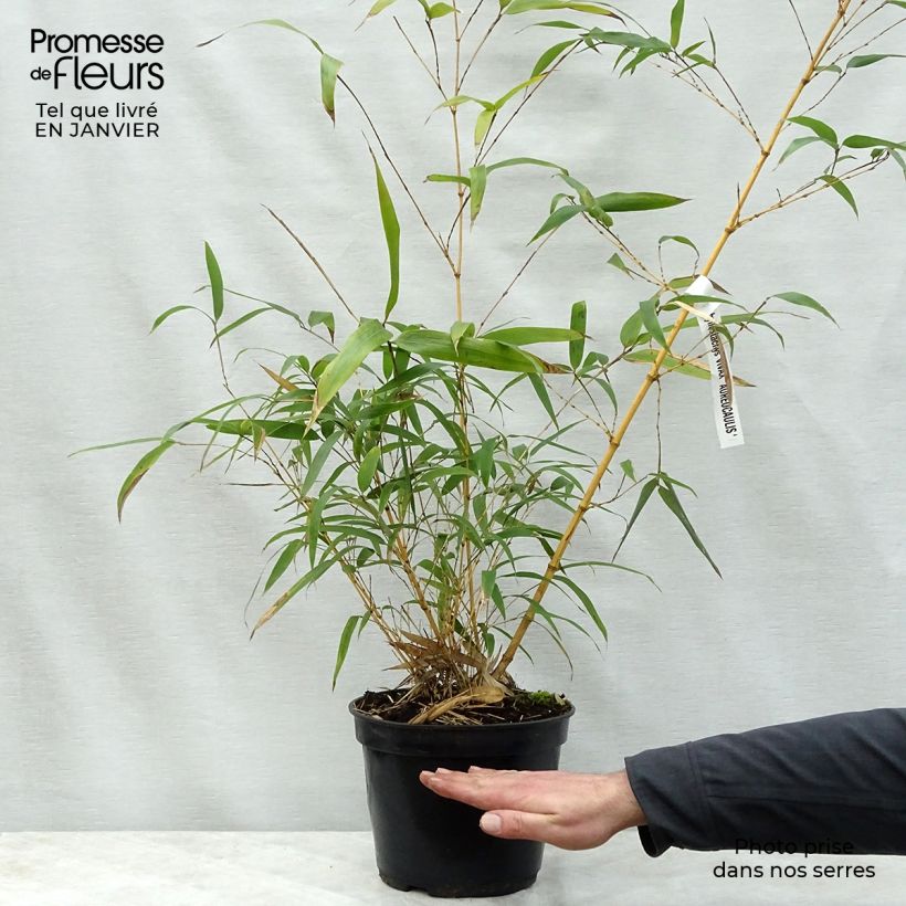 Phyllostachys vivax MacClure (type) - Bambou géant Pot de 15L esemplare consegnato in inverno