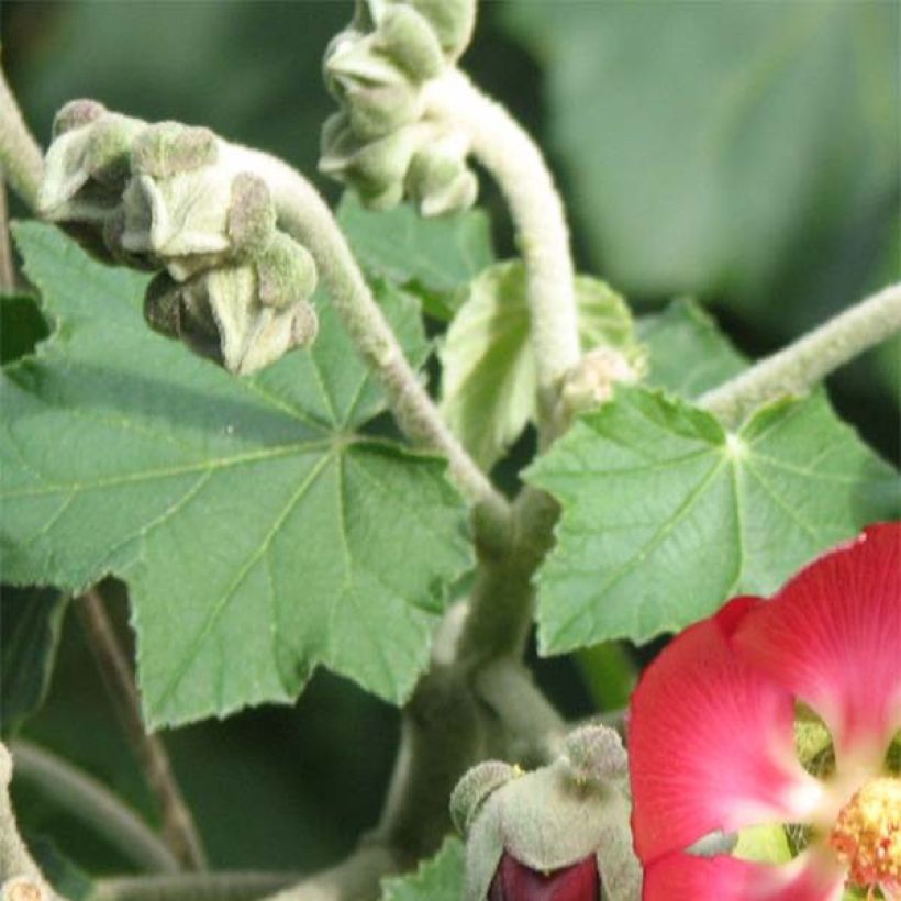 Phymosia umbellata (Fogliame)