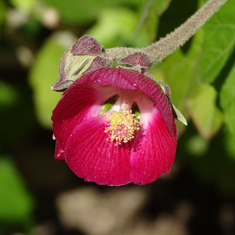 Phymosia umbellata (Fioritura)