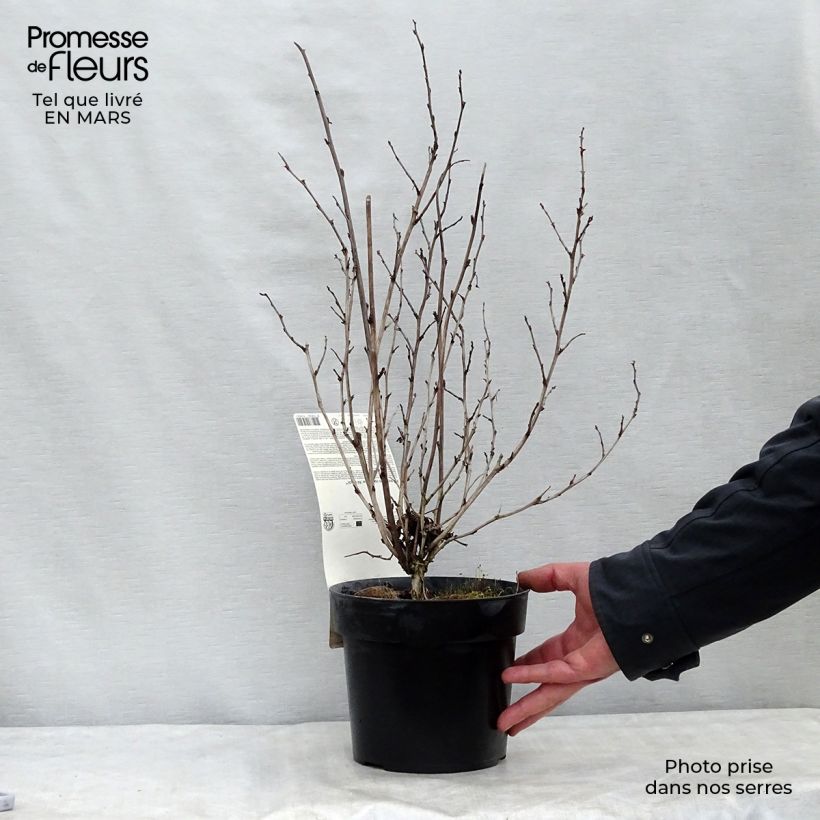 Physocarpe à feuilles d'Obier - Physocarpus opulifolius Rubella Pot de 2L/3L esemplare consegnato in inverno