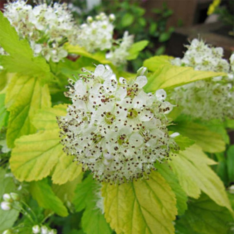 Physocarpus opulifolius Dart's Gold (Fioritura)