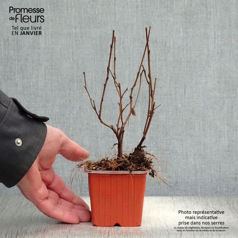 Physocarpus Dart s Gold en godet de 9cm- Physocarpe esemplare consegnato in inverno