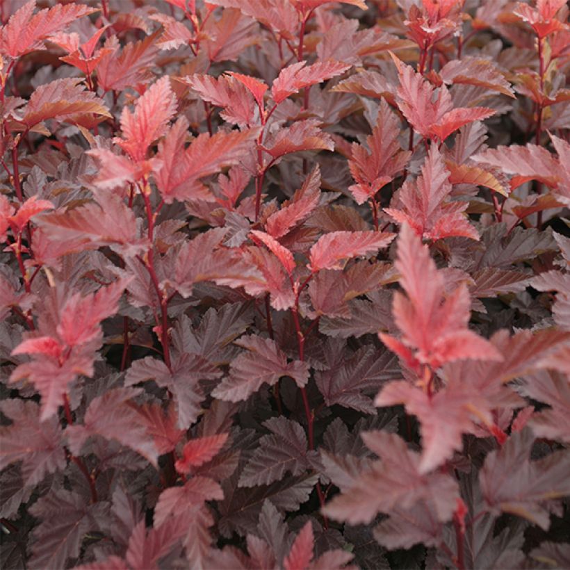 Physocarpus opulifolius Lady in Red (Fogliame)