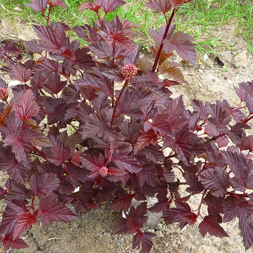 Physocarpus opulifolius Lady in Red (Porto)