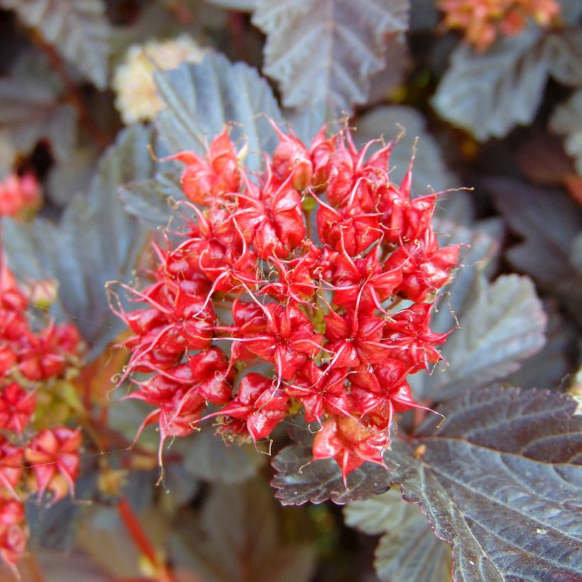 Physocarpus opulifolius Lady in Red (Raccolta)