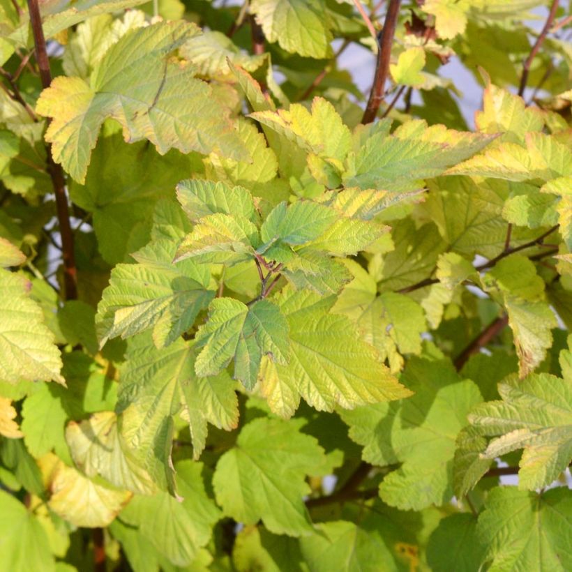 Physocarpus opulifolius - Spirea americana (Fogliame)