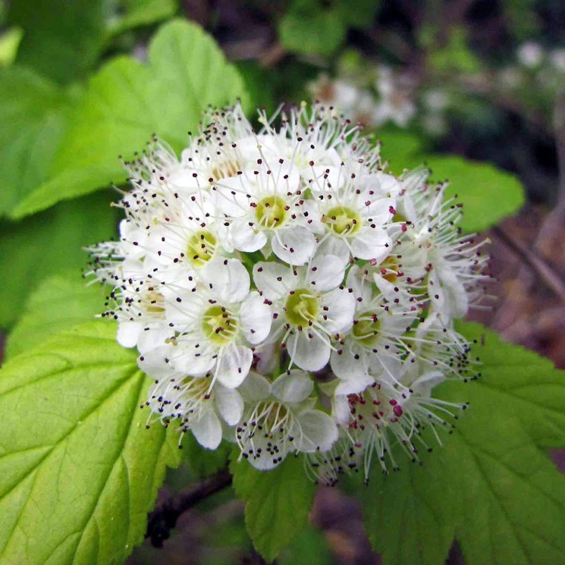 Physocarpus opulifolius - Spirea americana (Fioritura)