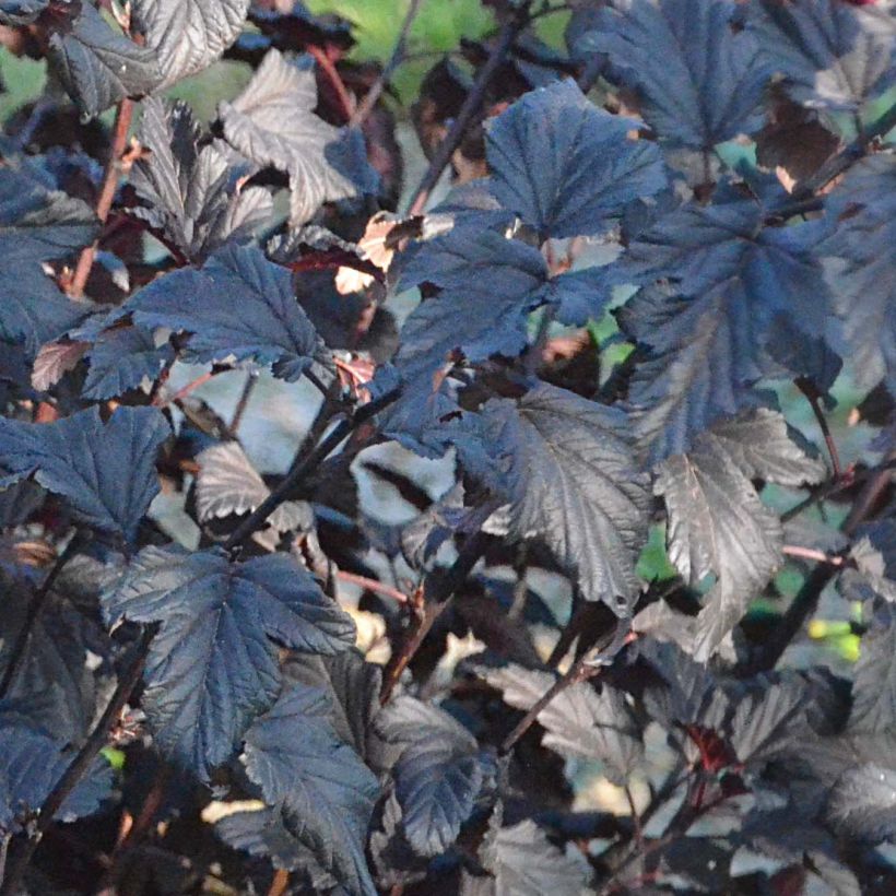 Physocarpus opulifolius All Black (Fogliame)