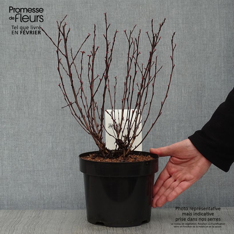 Physocarpus opulifolius All Black - Physocarpe noir en pot de 3/4L esemplare consegnato in inverno