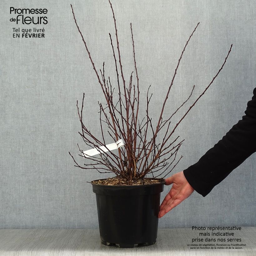 Physocarpus opulifolius All Black - Physocarpe noir en pot de 7,5l/10l esemplare consegnato in inverno