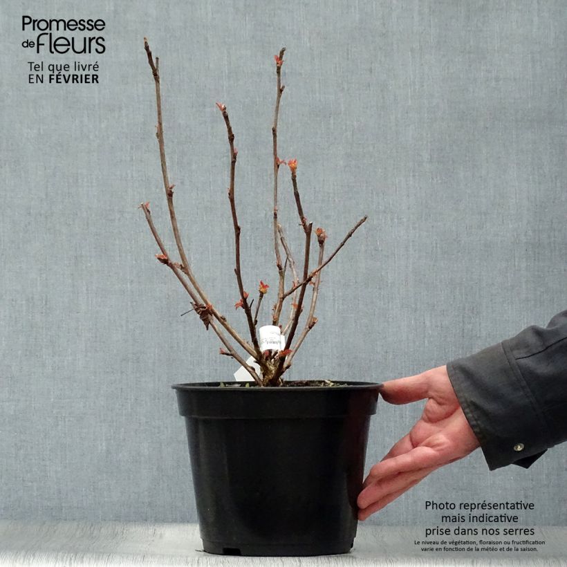 Physocarpus opulifolius Amber Jubilee 40cm en pot de 3.5L. esemplare consegnato in inverno