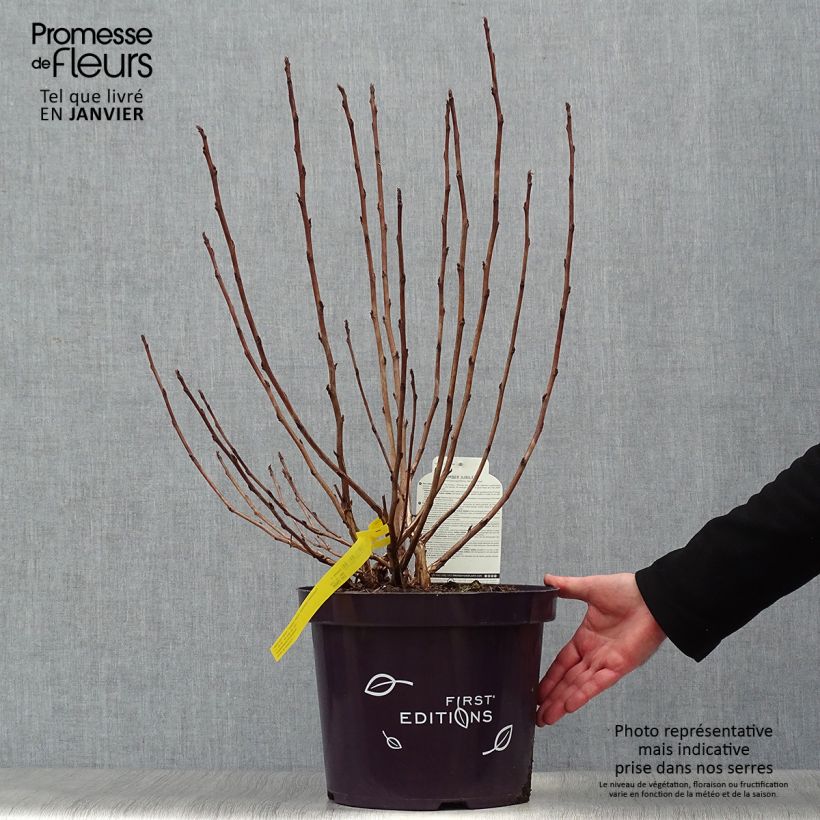 Physocarpus opulifolius Amber Jubilee 60/80cm en pot de 10L. esemplare consegnato in inverno