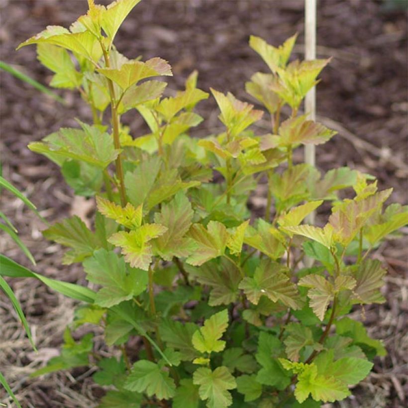 Physocarpus opulifolius Amber Jubilee (Fogliame)