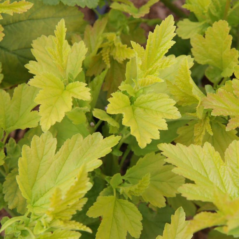 Physocarpus opulifolius Angel Gold (Fogliame)