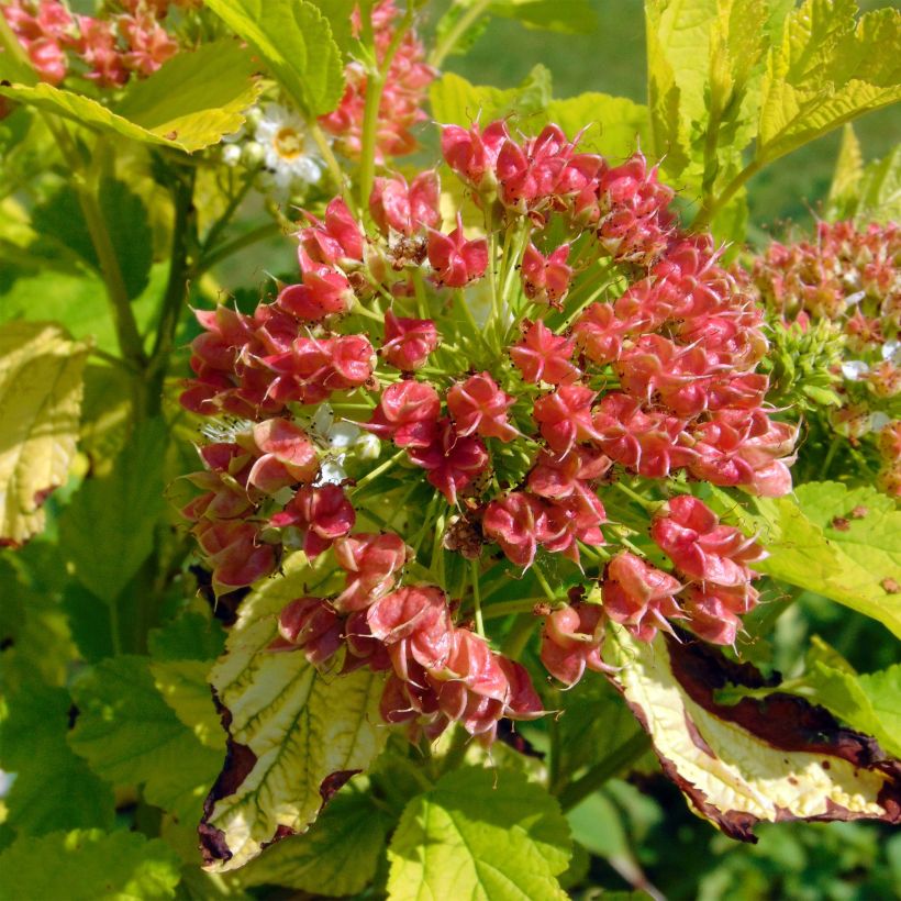 Physocarpus opulifolius Angel Gold (Raccolta)