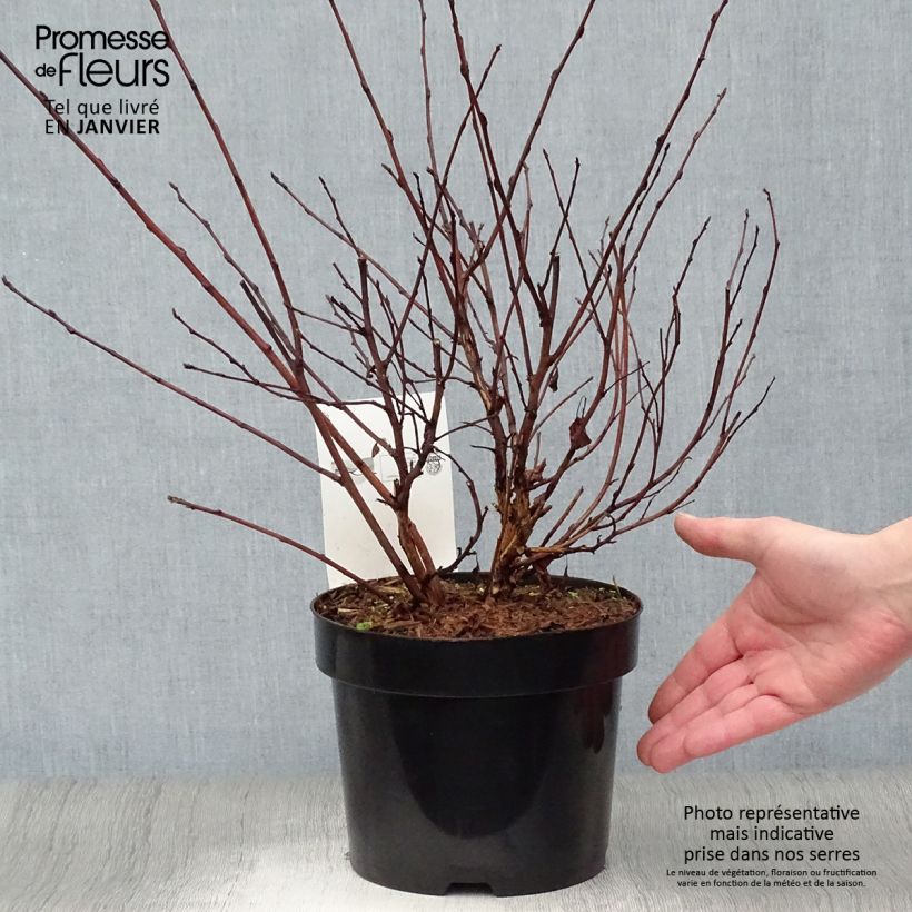 Physocarpus opulifolius Angel Gold en pot de 3/4L esemplare consegnato in inverno