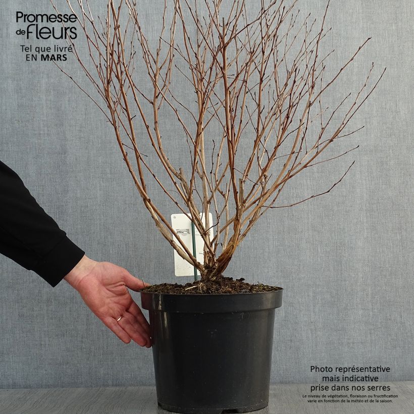 Physocarpus opulifolius Angel Gold en pot de 7,5L/10L esemplare consegnato in inverno