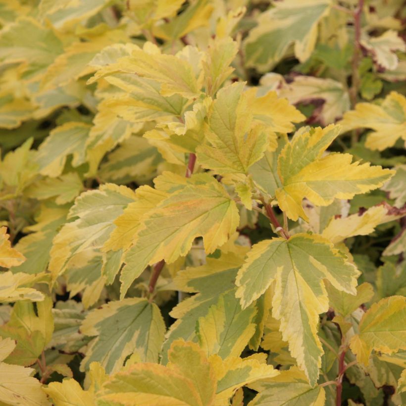 Physocarpus opulifolius Anny's Gold (Fogliame)