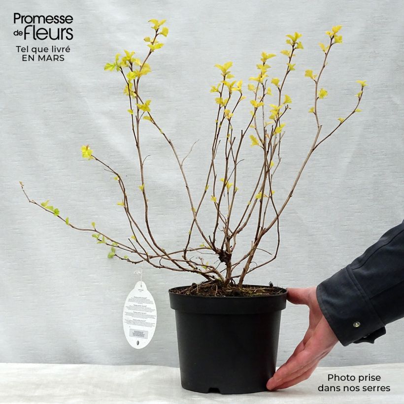 Physocarpus opulifolius Anny's Gold - Physocarpe Pot de 3L/4L esemplare consegnato in inverno