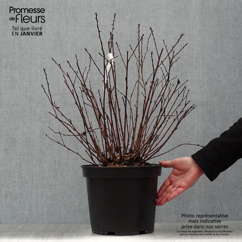 Physocarpus opulifolius Black Light - Physocarpe Pot de 7,5L/10L esemplare consegnato in inverno