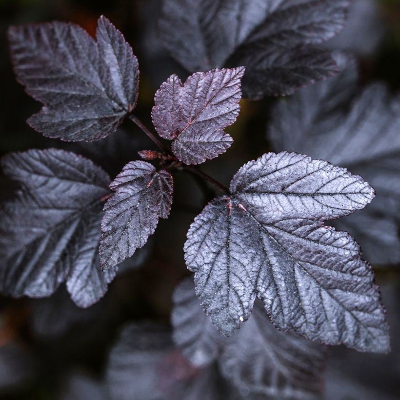 Physocarpus opulifolius Black light (Fogliame)