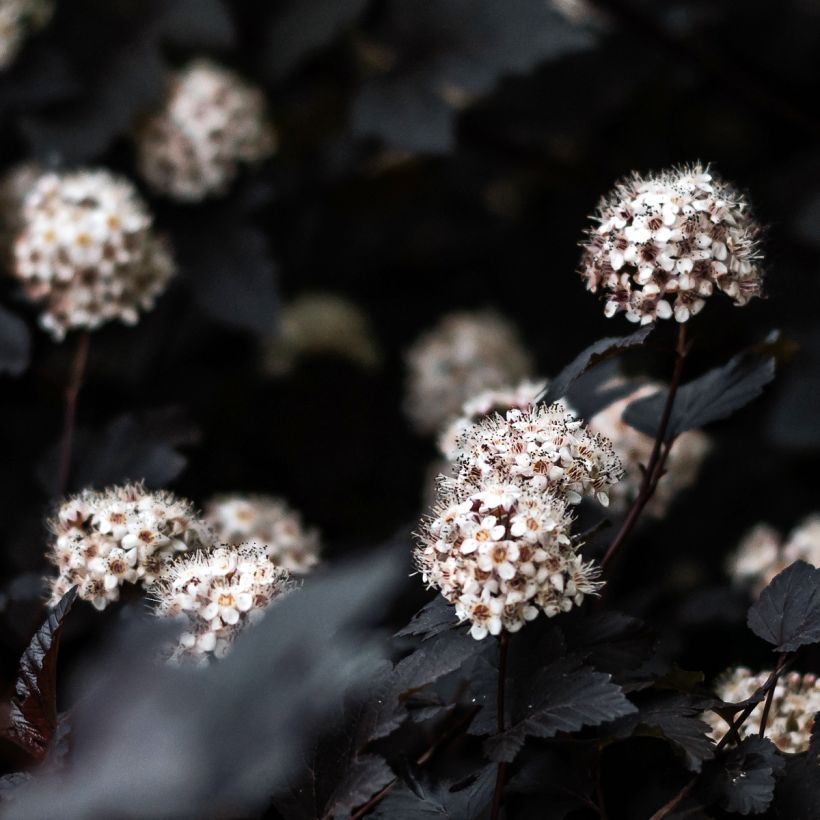 Physocarpus opulifolius Black light (Fioritura)