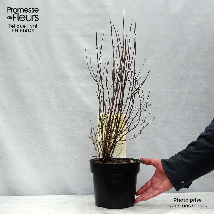 Physocarpus opulifolius Burgundy Candy Pot de 2L/3L esemplare consegnato in inverno