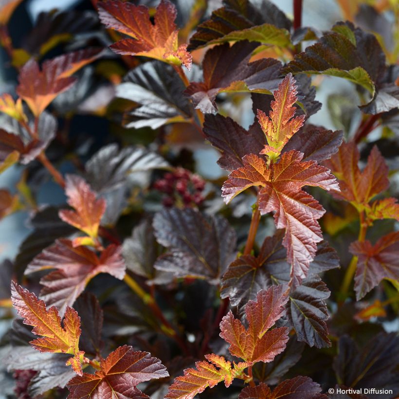 Physocarpus opulifolius Choco Flame (Fogliame)