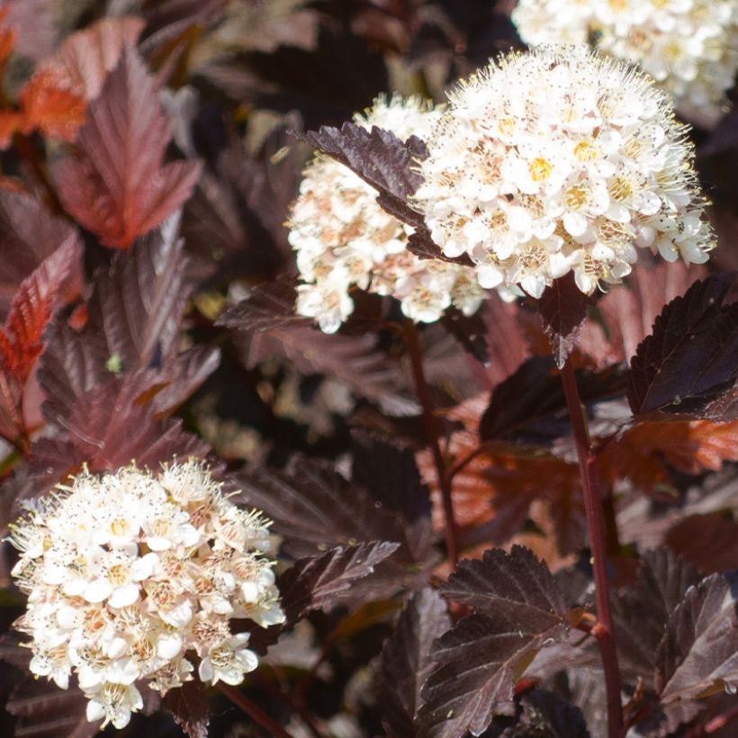 Physocarpus opulifolius Little Angel (Raccolta)