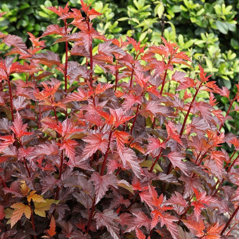 Physocarpus opulifolius Little Angel (Porto)