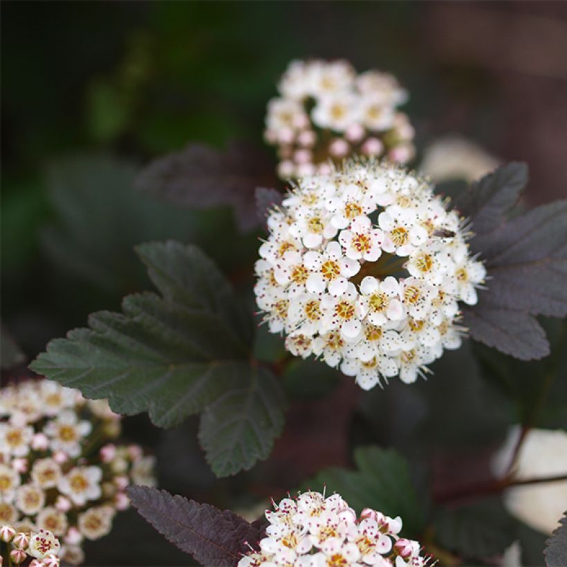 Physocarpus opulifolius Little Devil (Fioritura)