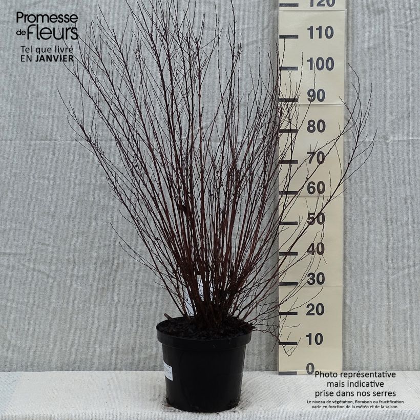 Physocarpus opulifolius Little Devil - Pot de 10L esemplare consegnato in inverno