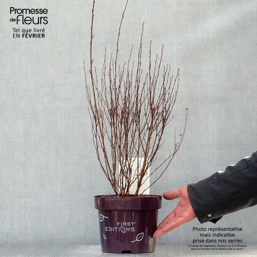 Physocarpus opulifolius Little Devil - Pot de 3,5L esemplare consegnato in inverno