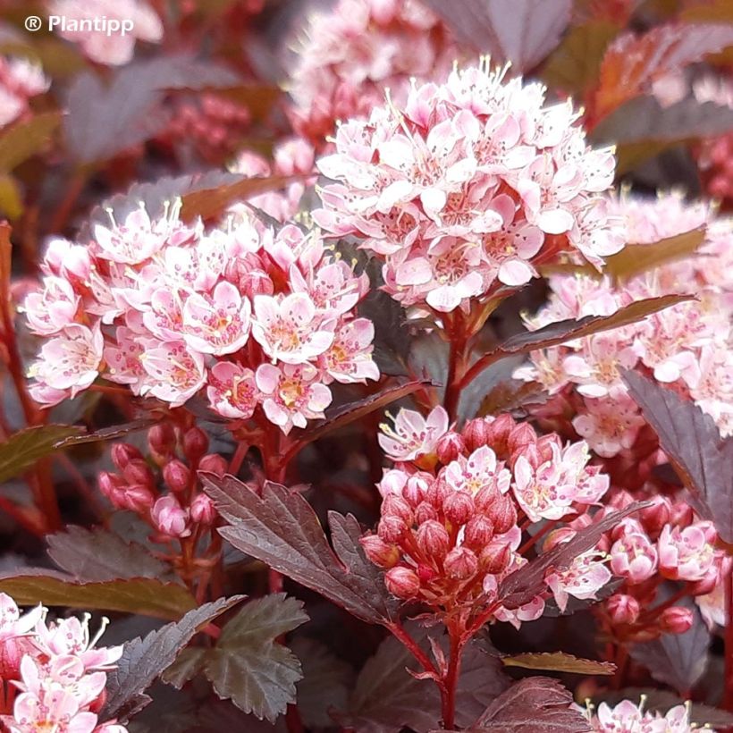 Physocarpus opulifolius Little Joker (Fioritura)